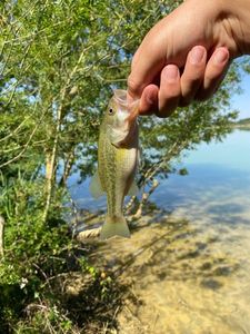 Largemouth Bass