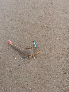 Gurnard