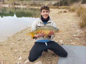 Mirror Carp