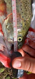 Rainbow Trout