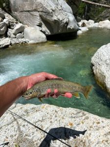 Brown Trout