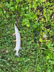 Northern Pike