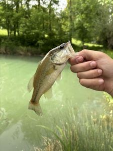 Largemouth Bass