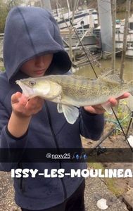 Zander