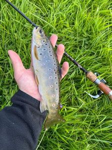Brown Trout