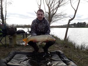 Common Carp