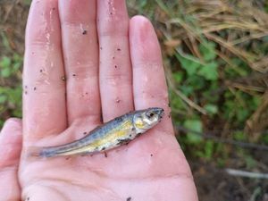 Common Minnow