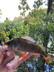 European Perch