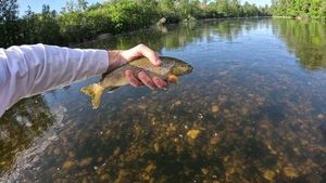 Brown Trout