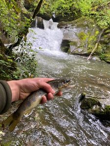 Brown Trout