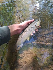 Brown Trout