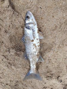 European Bass (Seabass)