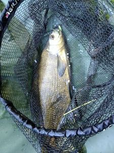 Common Bream