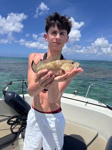 Goliath Grouper