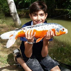Koï Fish