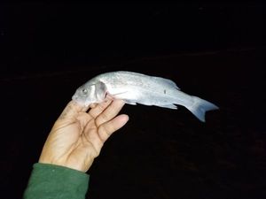 European Bass (Seabass)