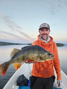 European Perch