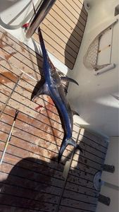 Swordfish