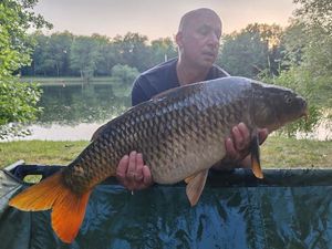 Common Carp