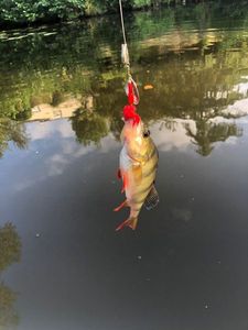 Yellow Perch