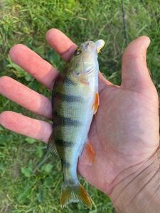 European Perch