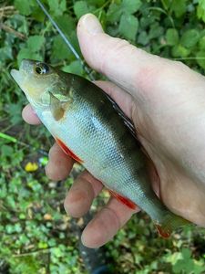 European Perch