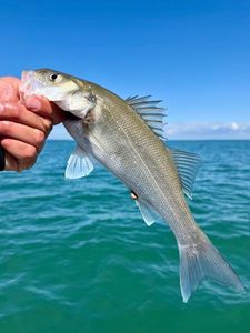 European Bass (Seabass)