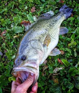 Largemouth Bass