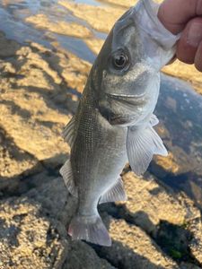 European Bass (Seabass)