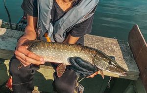 Northern Pike