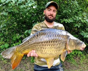 Common Carp