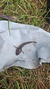 Black Goby
