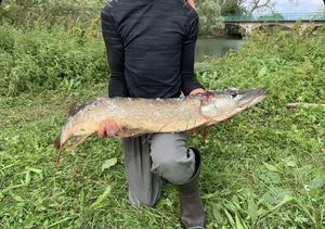 Northern Pike