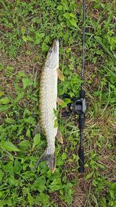 Northern Pike