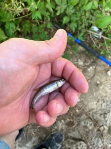 Common Minnow