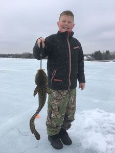 Burbot