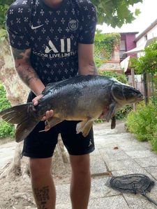 Common Carp