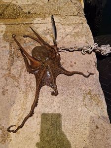 Common Octopus