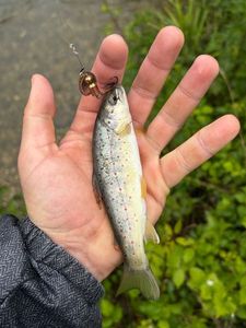Brown Trout
