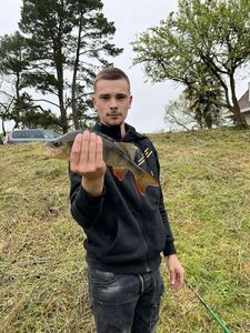European Perch