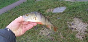 European Perch