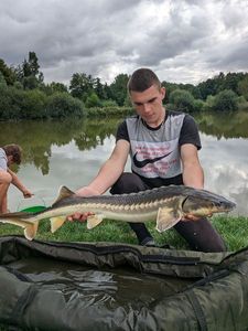 Sturgeon