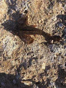 Brown Scorpionfish
