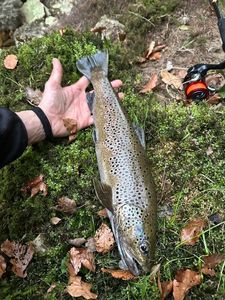 Brown Trout