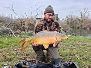 Mirror Carp