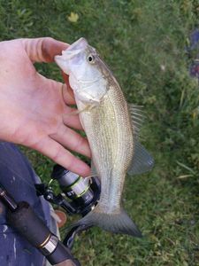 Largemouth Bass