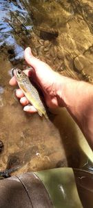 Brown Trout