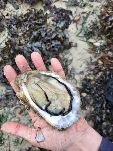 European Flat Oyster
