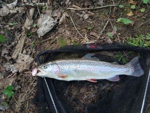 Rainbow Trout