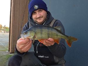 European Perch